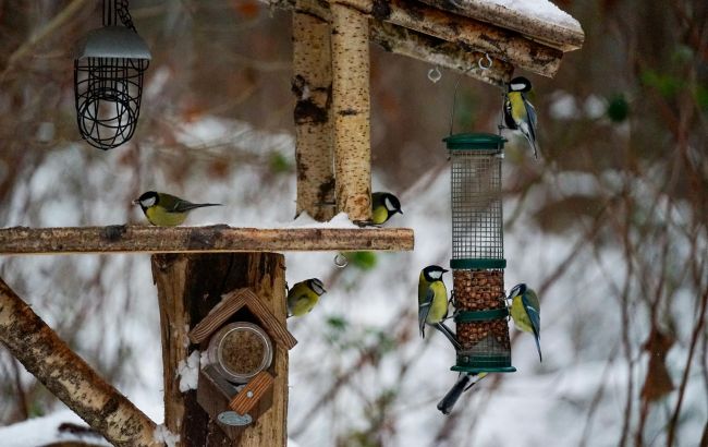 Сало, насіння чи хліб: орнітологиня НАН пояснила, як правильно підгодовувати птахів