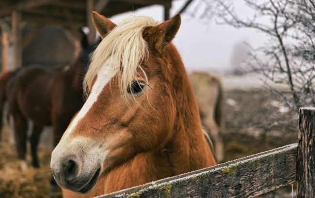 Били и заставляли тянуть бревна: на Прикарпатье расследуют жестокое обращение с лошадьми