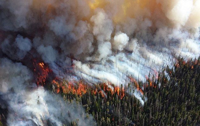 В России увеличилась площадь лесных пожаров