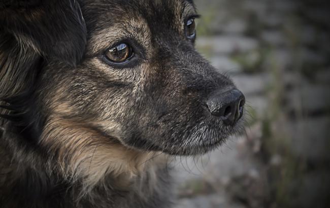 "Кровь лилась отовсюду": под Одессой живодеры жестоко избили пса и выбросили его на мусорку