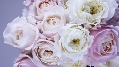 Імпорт квітів в Україну збільшився на чверть