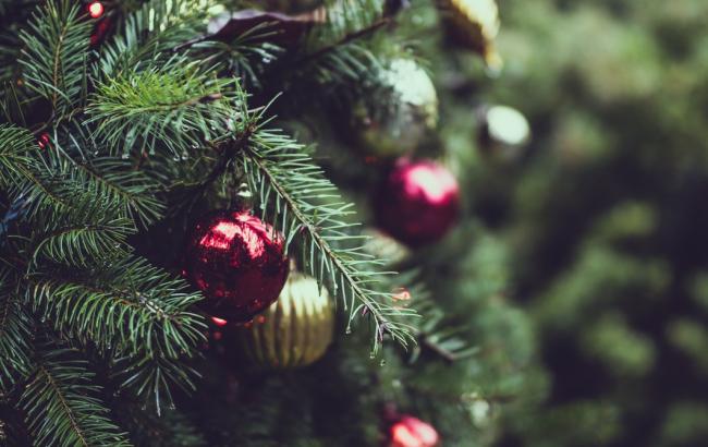 "Встречай зеленую красавицу": в Киев привезли главную новогоднюю елку