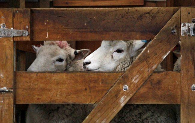 В Киевской области обнаружен подземный спиртзавод, замаскированный под овечью ферму