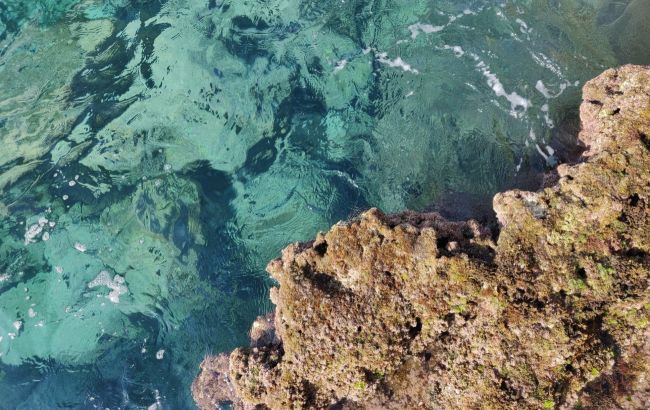 114 видов обитателей моря. В Сицилии на затонувшем корабле обнаружили необычную находку