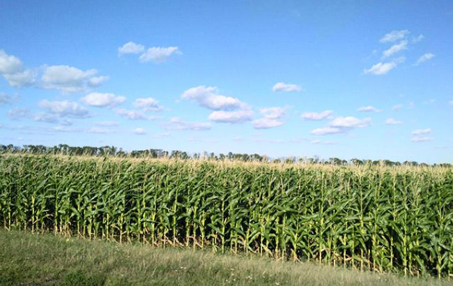 В Україні зібрано вже понад 42 млн тонн зернових