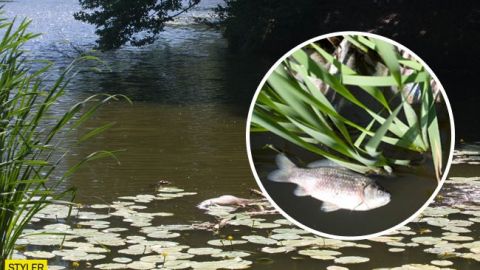 Вывезли 80 кило тухлятины: в киевском озере произошел массовый мор рыбы и раков