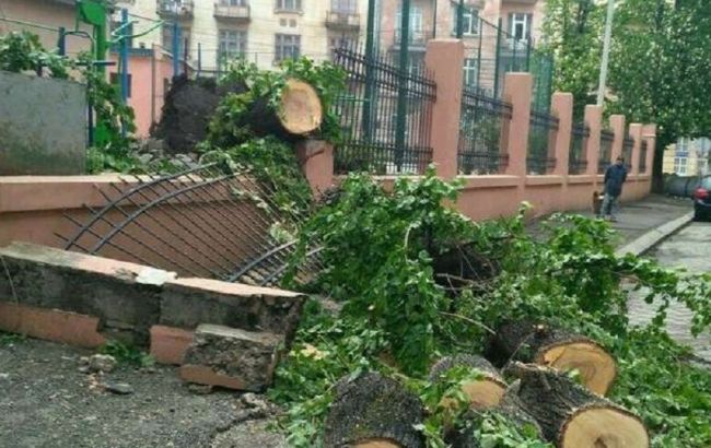 Повалены деревья и затоплены улицы: последствия непогоды в Черновцах