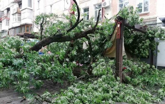 В Полтаві дерево впало на літню терасу кафе