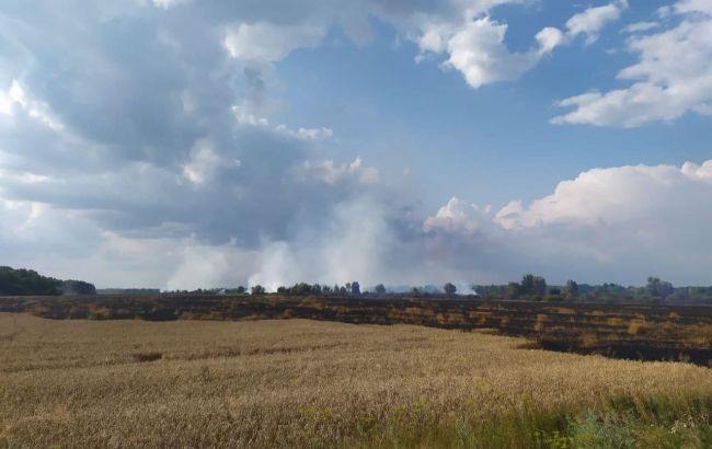 В Черниговской области горит пшеничное поле