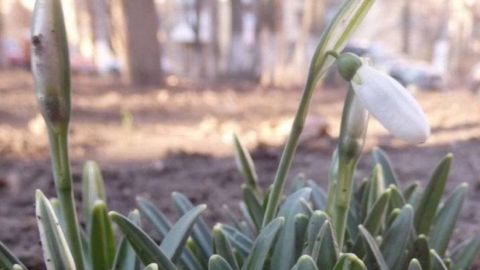 В Одесі в січні розпустилися проліски: фото квітучої аномалії