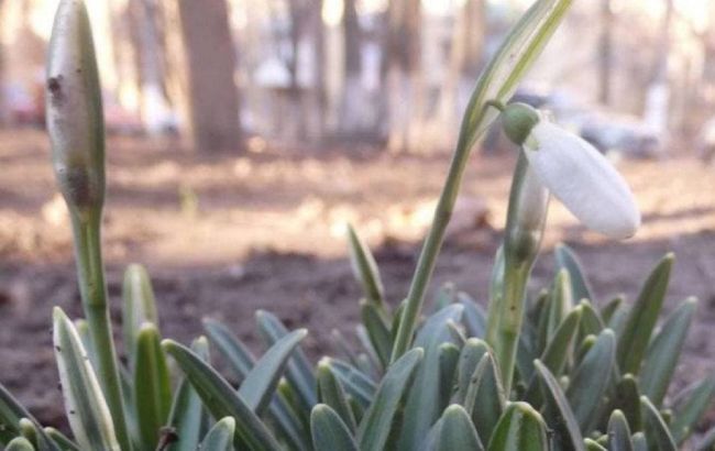 В Одесі в січні розпустилися проліски: фото квітучої аномалії