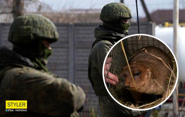 Росіяни взяли в полон бабака-віщуна Тимка