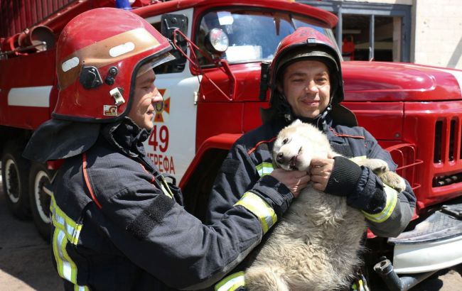 Спасенный щенок подрос, стал "Байрактаром" и теперь служит в ГСЧС: милые фото