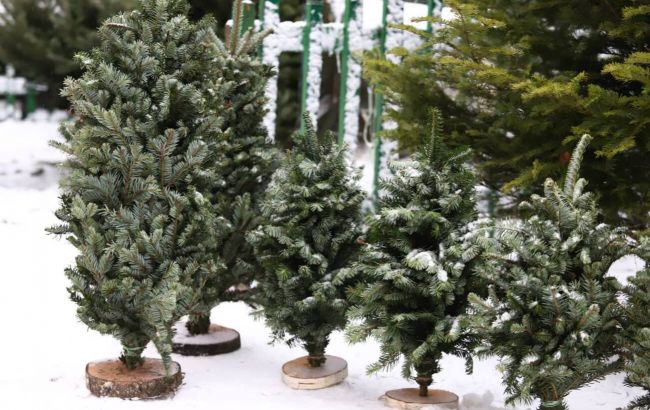 В Киеве заработали ярмарки по продаже новогодних елок: какие цены и где можно купить