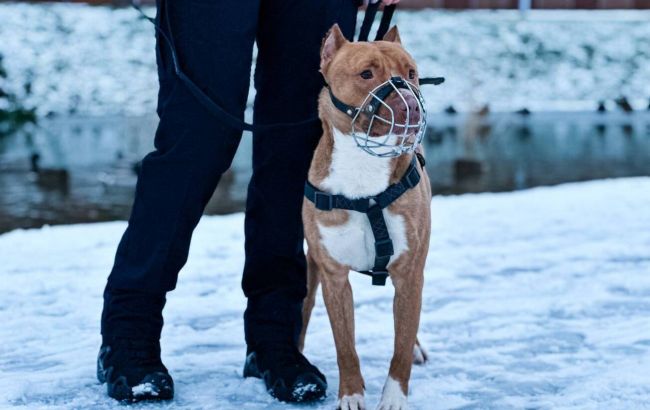 Выгул собак в Украине: с какого возраста можно гулять и какой штраф за игнорирование правил