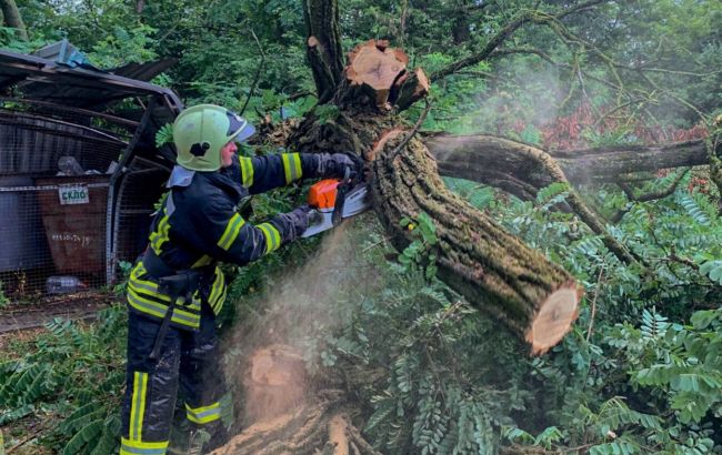 Поваленные деревья и вода в домах: грозы и ливни ударили по западу и северу Украины (фото)