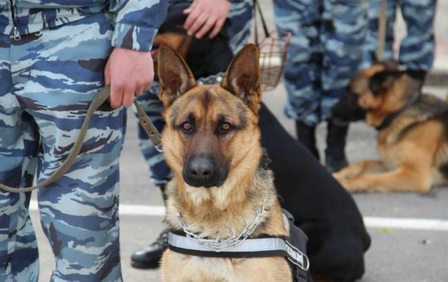 К охране порядка на Евровидении 2017 привлекли полсотни служебных собак