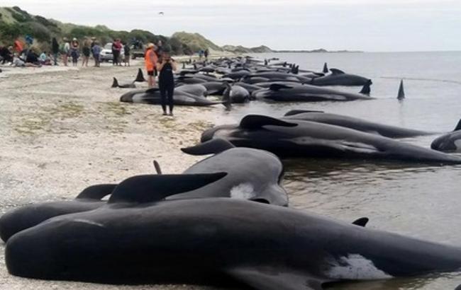 У Новій Зеландії ще 200 китів скоїли самогубство