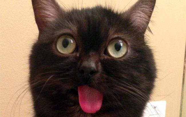 Мистер Магу: кот-стиляга с высунутым языком стал звездой Instagram