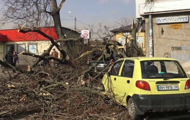 В Одесі вітер повалив десятки дерев, не ходять трамваї
