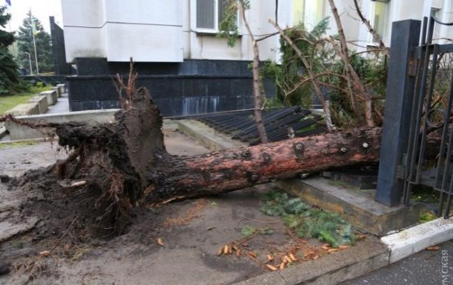 Ураган в Одесі: вітер вирвав з корінням величезні ялинки біля Одеської ОДА