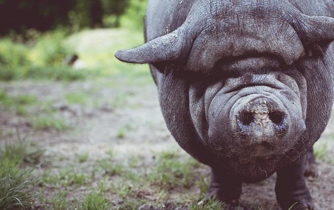 Прорыв кабанов через литовско-белорусскую границу: в сети появилось забавное видео