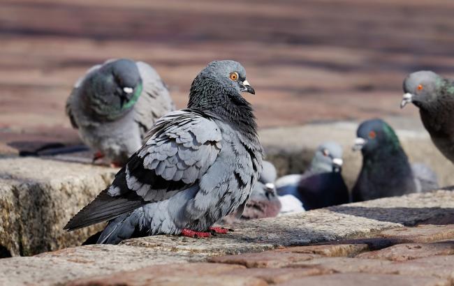 В Одессе расстреляли стаю голубей