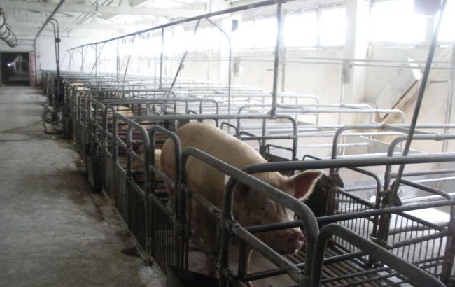 Холдинг KSG Agro увеличил во II квартале продажи в свиноводческом секторе на 24%