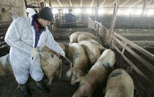 В Ровенской области зафиксировали вспышку африканской чумы свиней