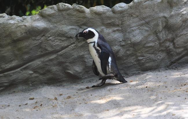 Пингвин из затопленного зоопарка Тбилиси доплыл до Азербайджана