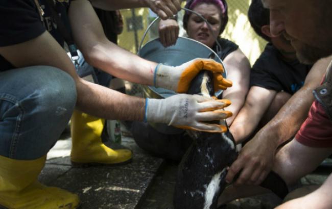 Сбежавший из зоопарка Тбилиси пингвин найден у столичной бензоколонки