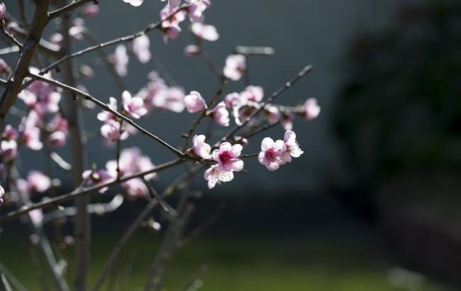 Знову весна: у Мукачеві в листопаді зацвіла сакура