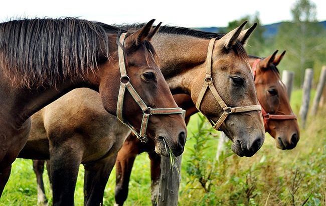 Під Дніпром гинуть сотні коней: що відбувається