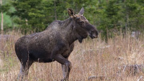 У Львові в приватний двір забіг поранений лось: що сталося
