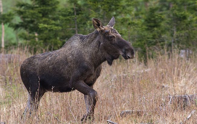 У Львові в приватний двір забіг поранений лось: що сталося