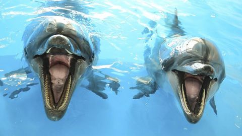 Поплавал среди людей: под Херсоном дельфин порезвился с отдыхающими (видео)