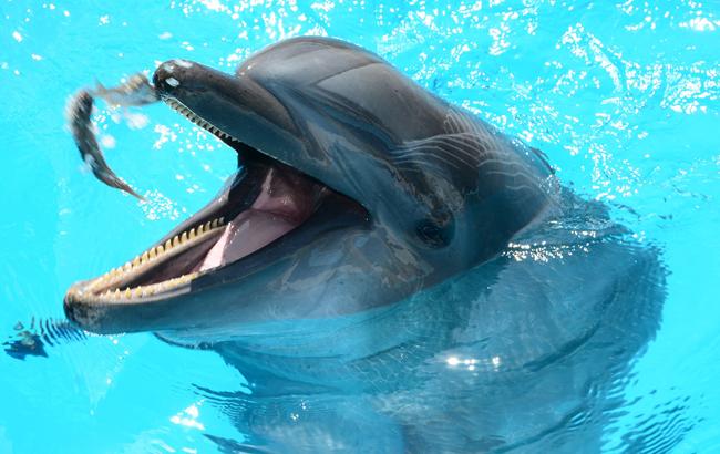 Раде предлагают создать первый реабилитационный госцентр для дельфинов