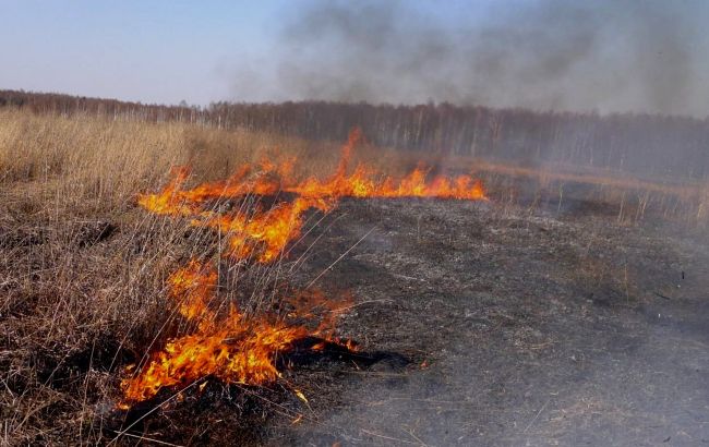 В Україні заборонять випалювати траву: закон набрав чинності, але поки не працює
