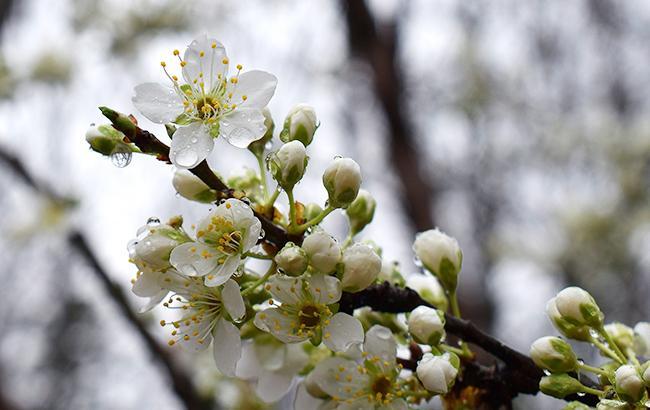 "Время ранних гроз": какой будет погода 1 мая в Украине