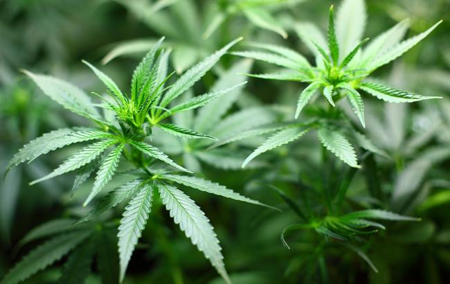 У Люксембурзі готуються легалізувати марихуану