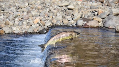 Ученые выяснили, как рыбы заселяют пустые водоемы: способ очень экстремальный