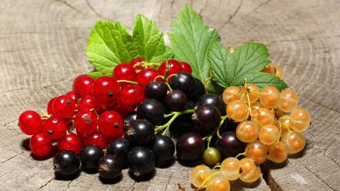 Біла, чорна або червона: яка смородина найкорисніша