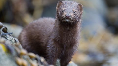 ВОЗ считает поспешным решение Дании уничтожить 17 млн норок