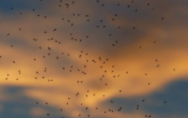 Під Одесою рій комарів атакував нацпарк: "неначе клуби диму" (фото)