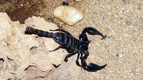 Возле одной из украинских больниц заметили скорпиона: сбежал в щель в стене