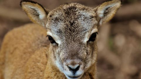 В парку природи під Черніговом відвідувачі довели до смерті новонародженого муфлончика