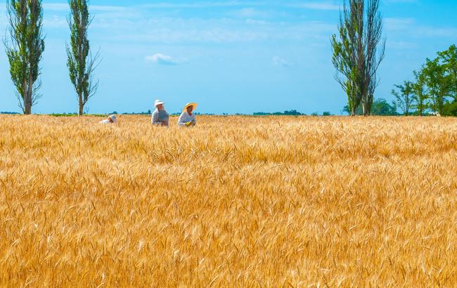 Сельхозпроизводство в Украине выросло на 36,4%