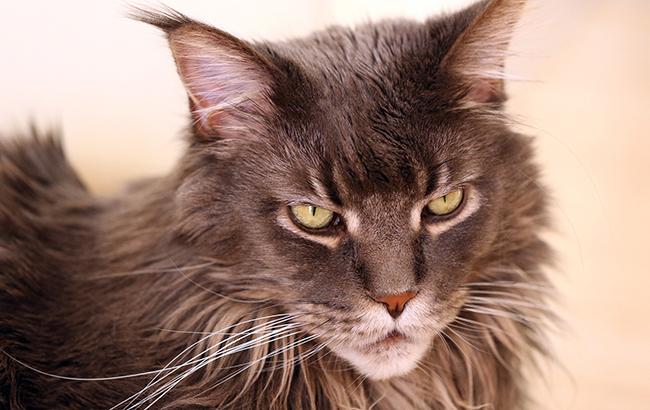 "Прекрасное телосложение и красивый профиль": в Киеве выбирали самого большого кота