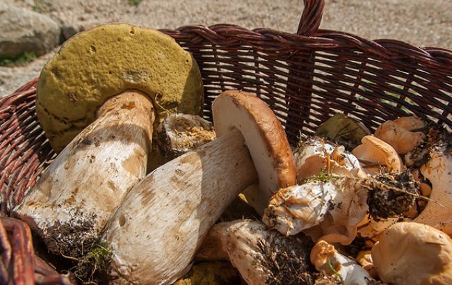 Кількість отруєних грибами у Львівській області зросла до 8 осіб