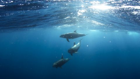 Дельфины устроили шоу в Железном Порту: бросались медузами и гнались за лодкой (видео)